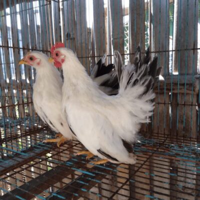 Kandang ayam kate chabo yang bersih dan rapi membuat ayam sehat dan nyaman.