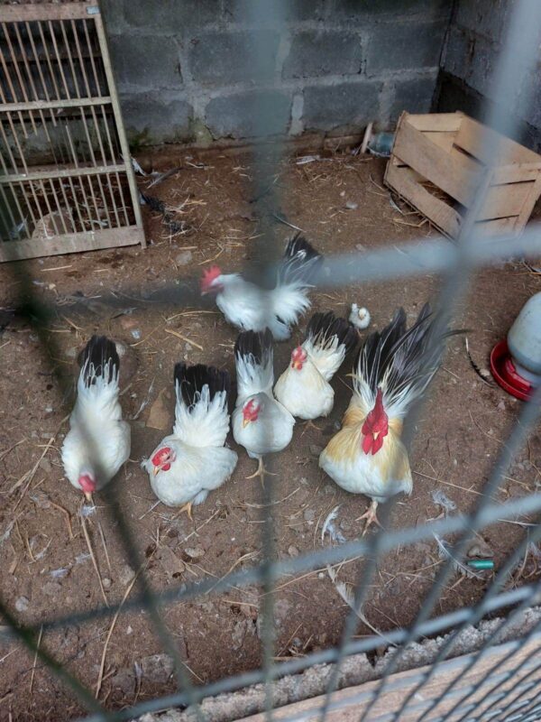 Ayam Kate Chabo mungil dengan bulu indah dan karakter jinak.