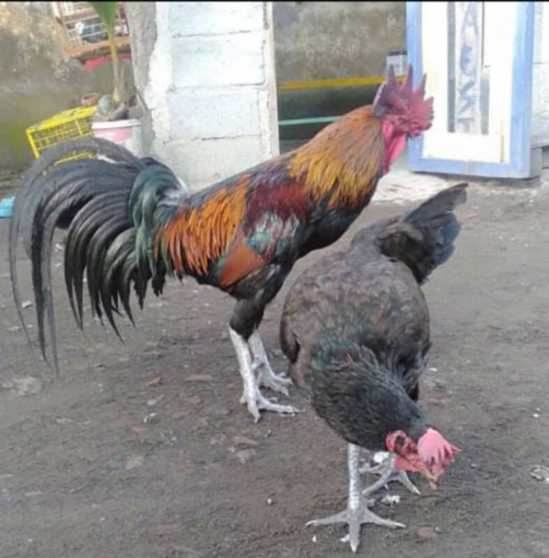 Keunikan dari ayam pelung yaitu pada suara kokoknya yang panjang dan mengalun.