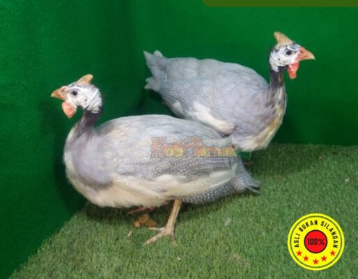 indukan ayam mutiara silver, tampil elegan dengan bulu mengkilap dan tubuh yang kokoh,
