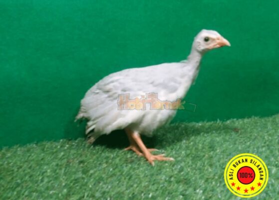 anakan ayam mutiara silver