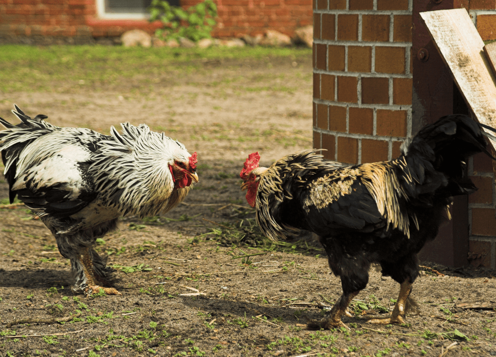 3 Cara Jitu Menghindari Ayam Bertarung dan Mudah Akur