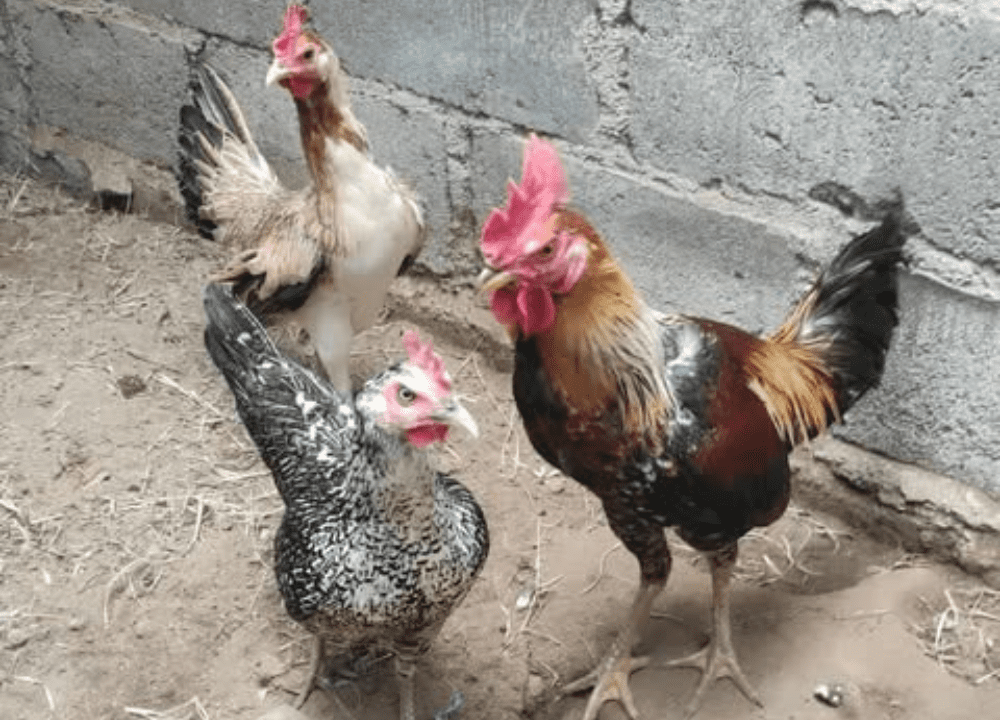 5 Rahasia agar Ayam Ketawa Berkokok Merdu dan Panjang!