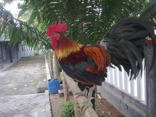 Menjemur ayam ketawa secara rutin dapat membuat kokok suaranya menjadi bagus