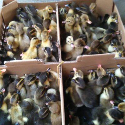 Bibit bebek Hibrida pedaging unggulan, tumbuh cepat dengan bobot maksimal untuk hasil panen lebih menguntungkan.