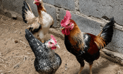 5 Rahasia Ayam Ketawa Agar Rajin Berkokok dan Bersuara Merdu Ayam ketawa