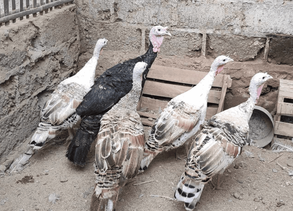 Ketahui 8 Hal Ini Sebelum Ternak Ayam Kalkun