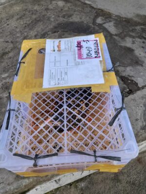 Pengiriman ayam batik