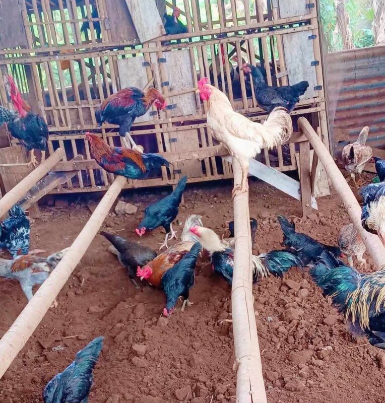 Kandang ayam ketawa yang bersih