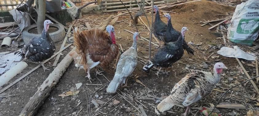 Ayam Kalkun pada umumnya lebih suka diumbar di luar kandang