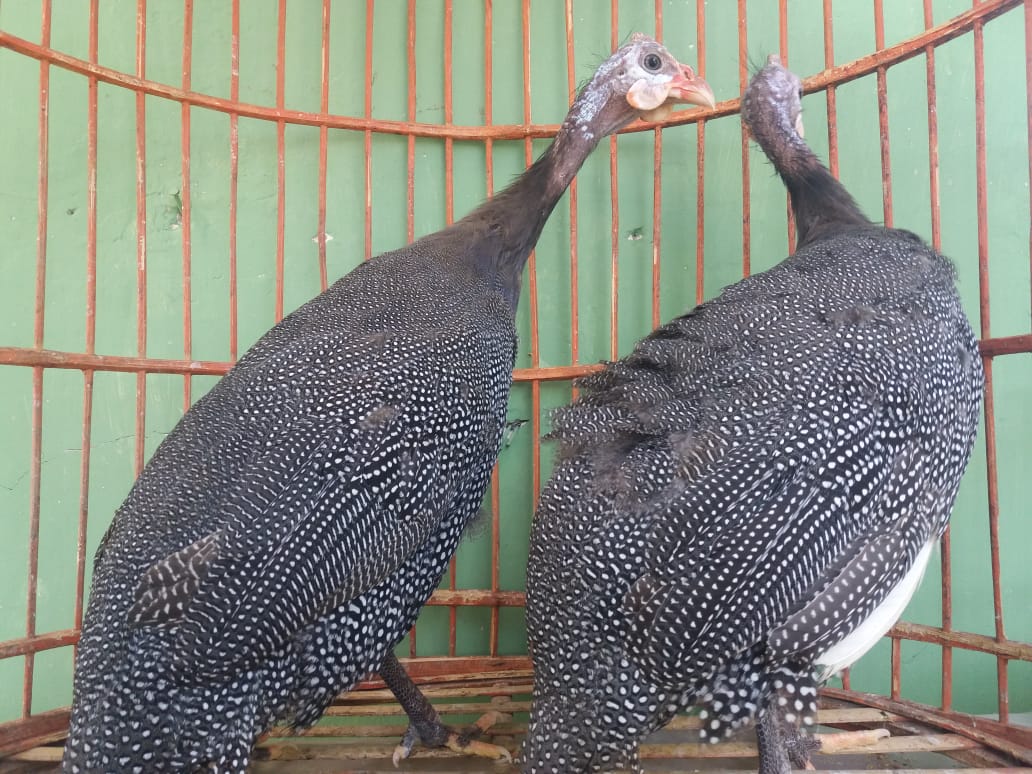 Ayam mutiara mudah dirawat, tahan penyakit, dan punya potensi telur bernilai jual jika komposisi jantan–betina tepat.