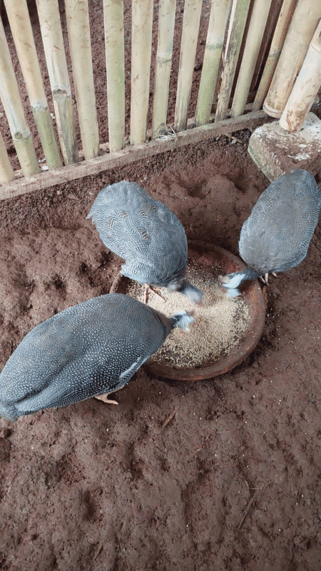 Kandang bersih, pakan seimbang, dan penetasan tepat bantu ayam mutiara cepat bertelur dan produktif.