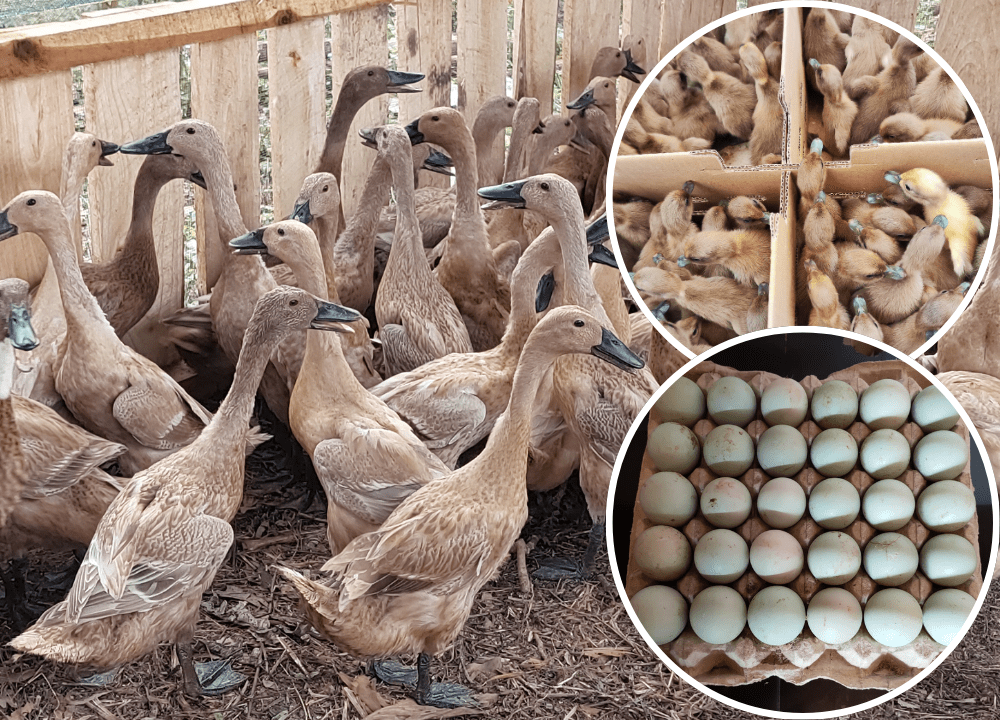 8 Jenis Bebek Petelur yang Unggul untuk di Budidayakan