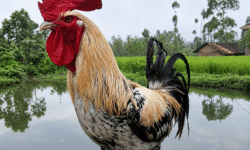 Keunikan dari ayam pelung yaitu pada suara kokoknya yang panjang dan mengalun