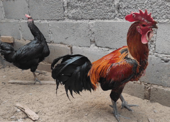 Cara Memilih Ayam Pelung Berkualitas untuk Kontes & Peliharaan