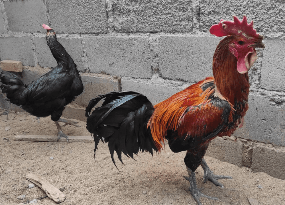 Cara Memilih Ayam Pelung Berkualitas untuk Kontes & Peliharaan