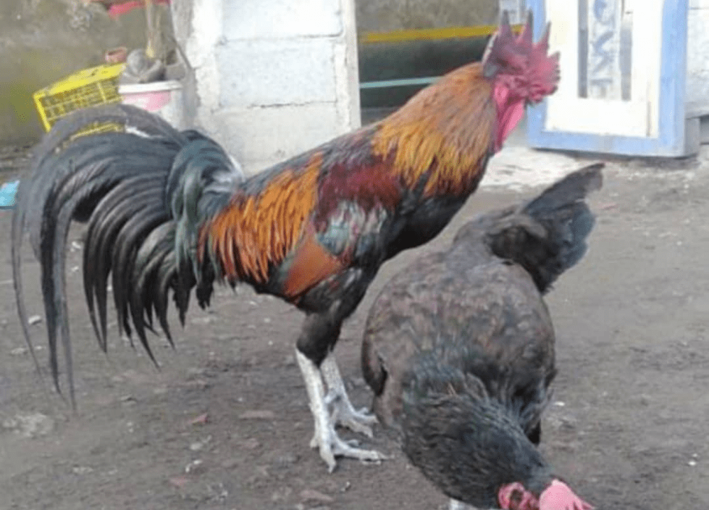 Panduan Lengkap Pemeliharaan Ayam Pelung dari Anakan hingga Dewasa agar Sehat & Suara Panjang