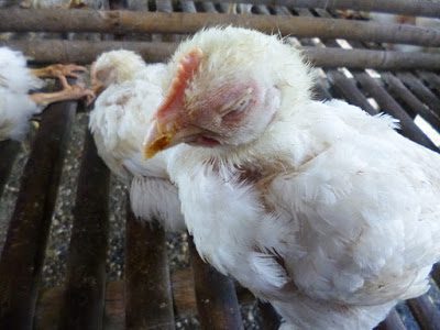 Gejala lain yang ditimbulkan akibat penyakit ini yakni keluar lendir dari hidung, ngorok, mata menjadi bengkak dan berair serta penurunan pada konsumsi pakan