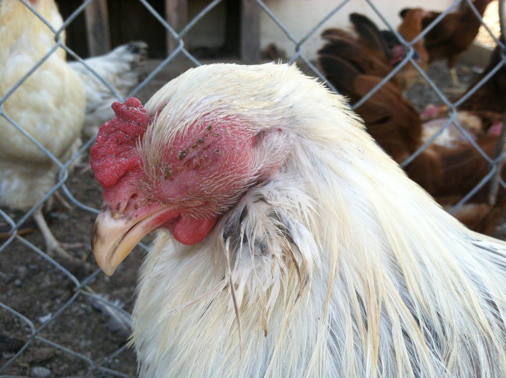 Gejala lain yang ditimbulkan ayam yang terkena penyakit snit yakni kelopak mata menjadi lengket