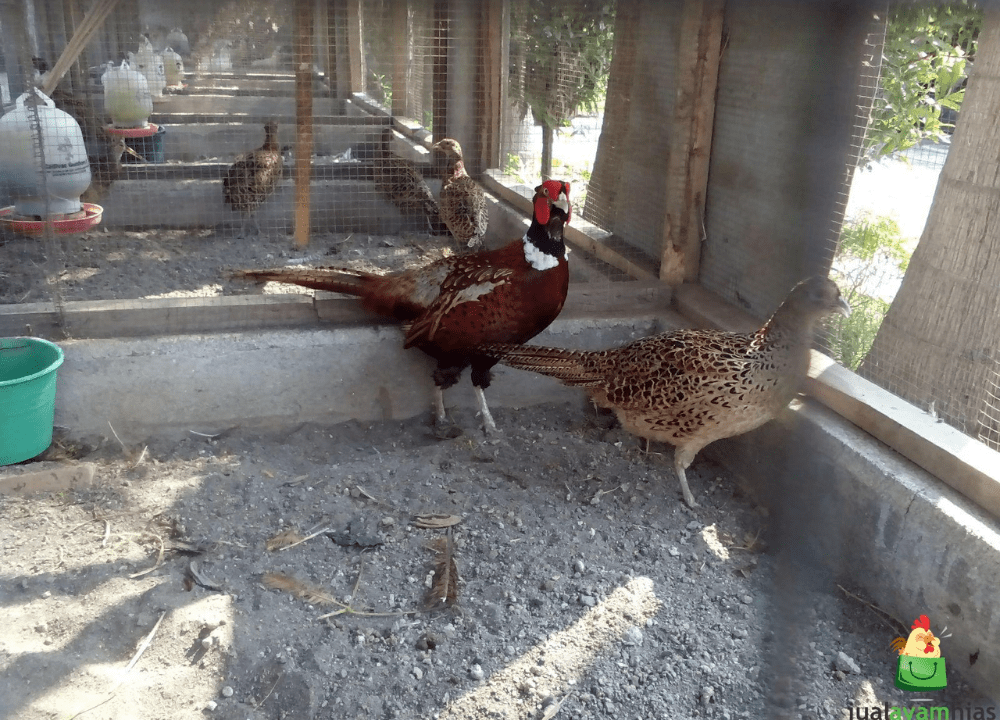 Ternak Ayam Ringneck Pheasant: Mengenal Si Cantik yang Bertelur Sepanjang Tahun
