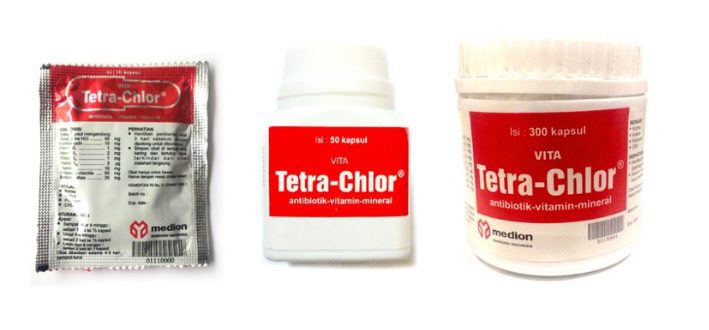 Kapsul Tetra Chlor salah satu solusi untuk menyembuhakan berbagai jenis penyakit pada ayam
