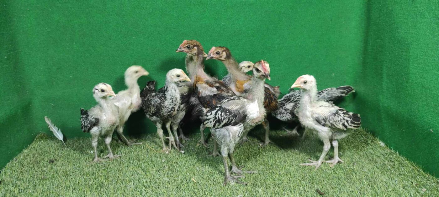 Anakan ayam pelung dari indukan berkualitas, berpotensi tumbuh dengan postur dan suara yang baik.