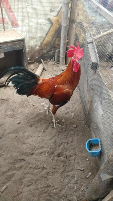 Ayam pelung jantan dewasa dengan postur besar dan leher panjang