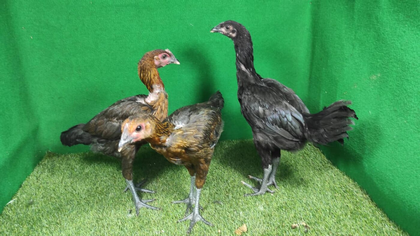 Ayam pelung usia remaja dengan tubuh mulai tinggi dan proporsional, hasil perawatan yang tepat sejak anakan.