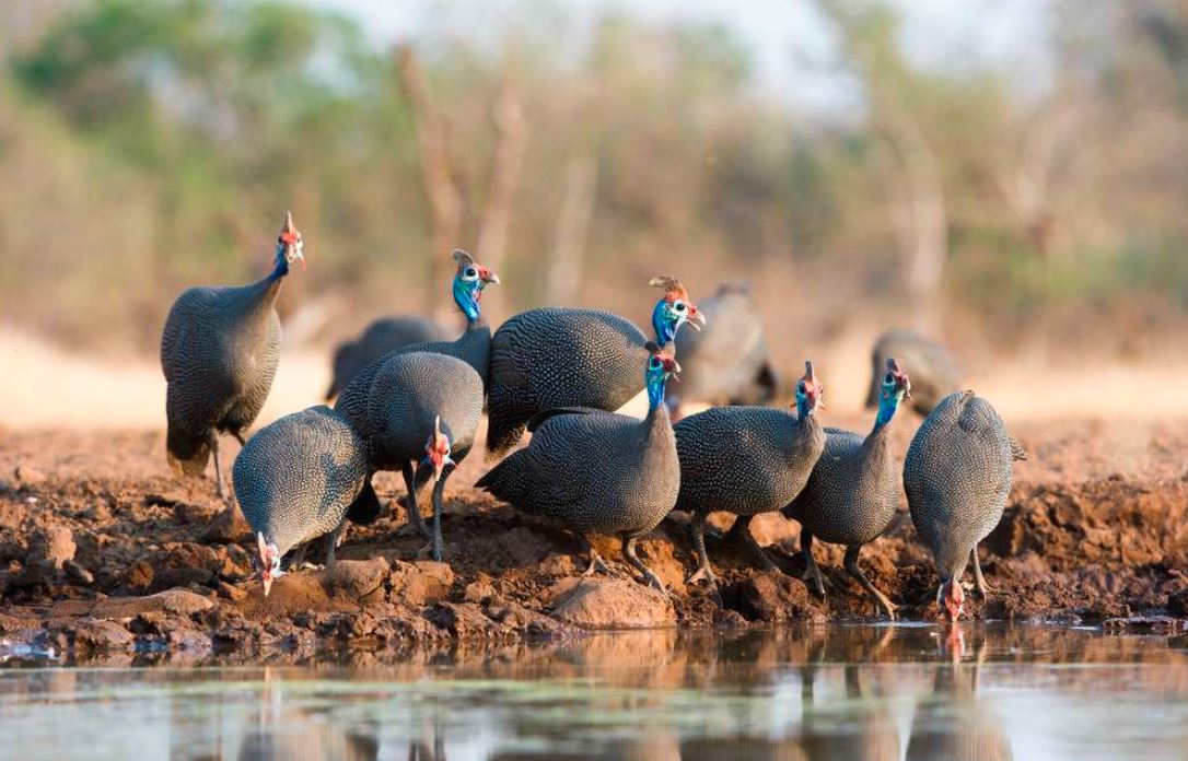 Ayam mutiara di habitat aslinya sedang minum di pinggir sungai.