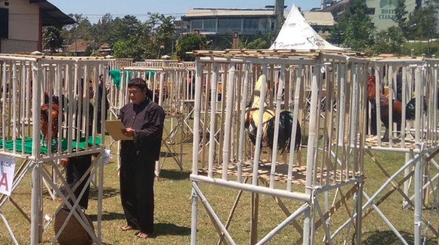 Berikut dokumen foto salah satu kegiatan latihan bersama dan kontes ayam pelung di seberang Istana Presiden Cipanas