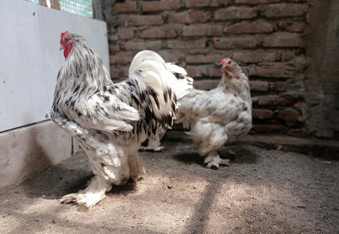 Berat ayam brahma usia dewasa atau indukan bisa sampai berkilo-kilo saking besarny