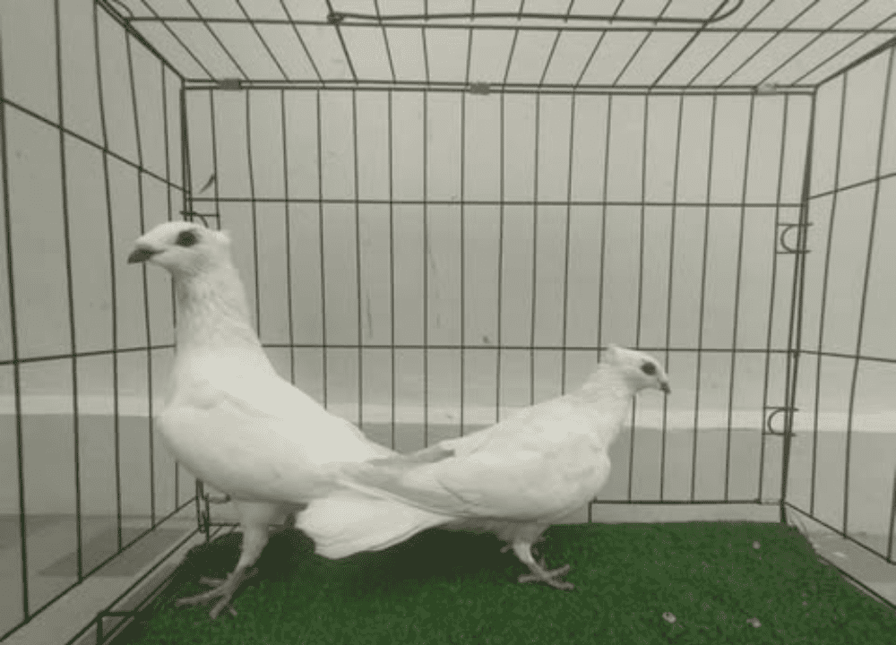 Cara Beternak Merpati Melati yang Mudah untuk Pemula