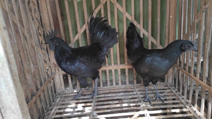 Ayam Cemani saat ini banyak diternakkan untuk dijadikan sebagai hewan hias untuk penghobi ayam hias