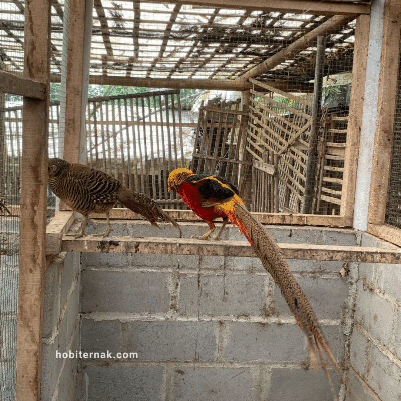 Golden pheasant memiliki bulu cantik yang berwarna merah dan gold atau emas