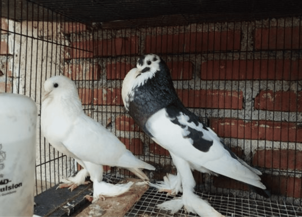Jual Merpati Gondok: Kenali Jenis, Ciri Khas, dan Cara Memeliharanya