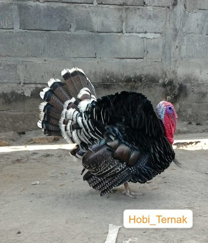 Ayam kalkun memiliki banyak jenis, salah satunya yaitu kalkun bronze ini