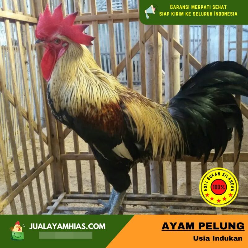 Keunikan dari ayam pelung yaitu pada suara kokoknya yang panjang dan mengalun.