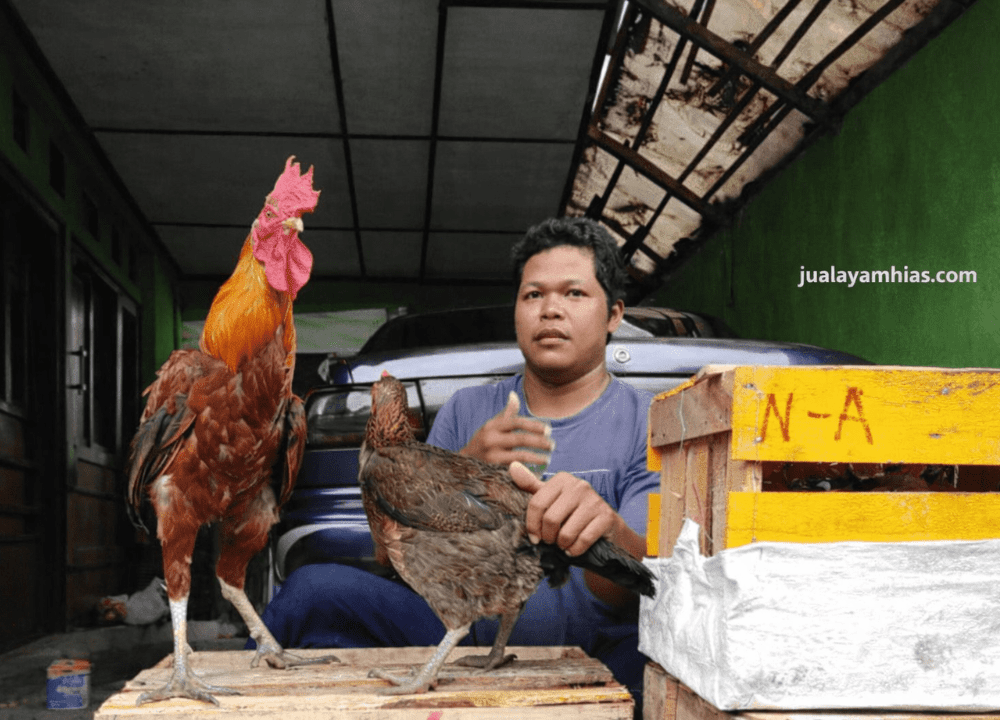 Mengenal Sejarah Ayam Pelung Asli Indonesia yang Memilki Suara Unik & Merdu