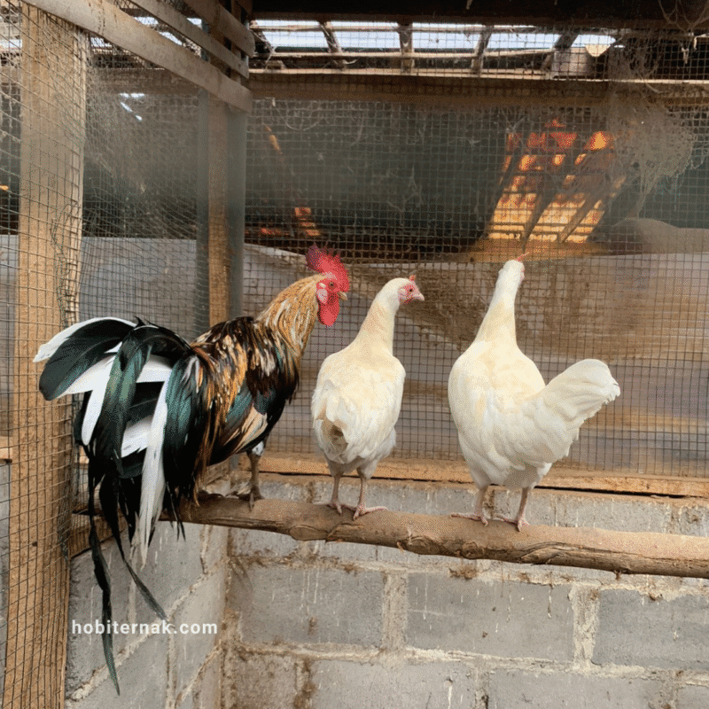 Ciri khas dari ayam onagadori yaitu ekornya panjang dan ikal