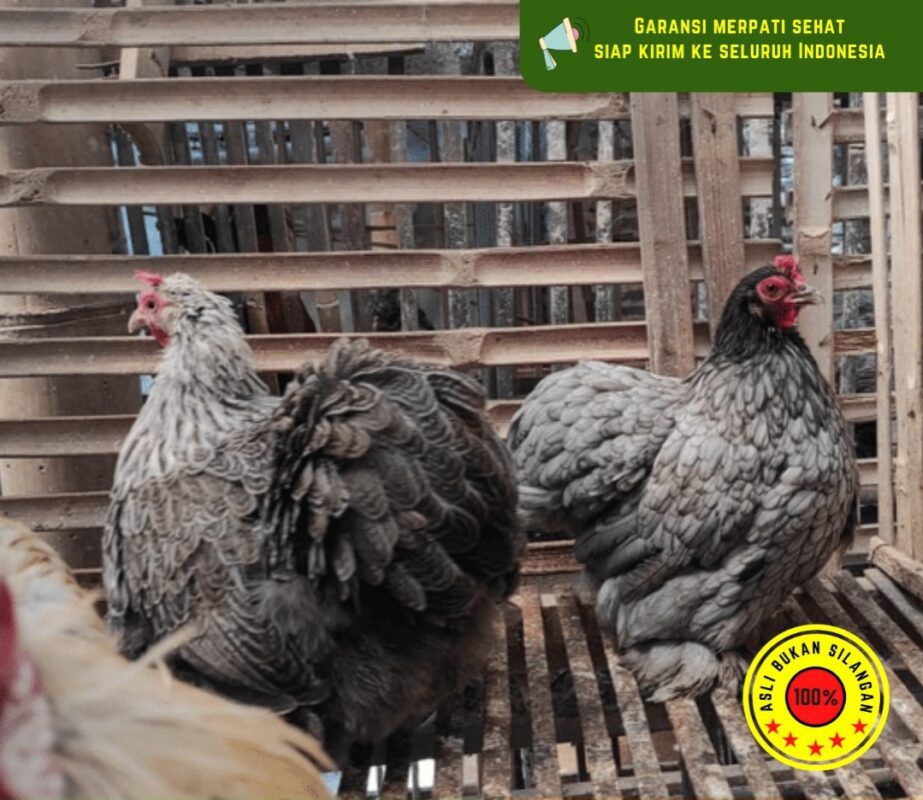Postur tubuh ayam cochin bulat dan bulunya sampai ke bagian kaki