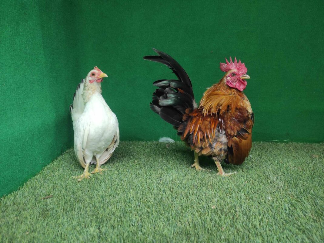 Ayam serama termasuk ayam terkecli yang ada di dunia