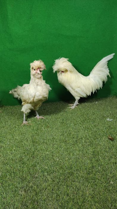 Ayam poland si ayam yang memiliki jambul di bagian kepalanya