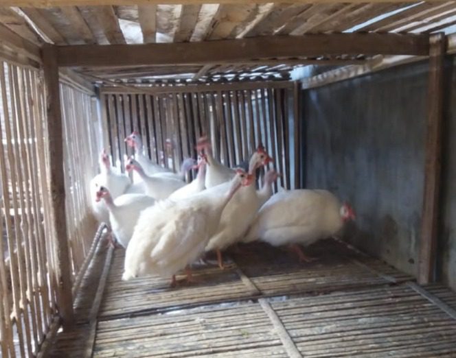 Ayam mutiara putih sering disangka sebagai ayam albino karena warna bulunya.
