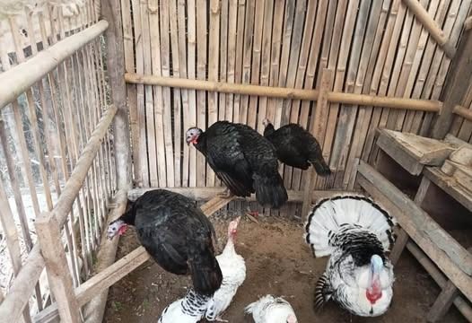 Ayam kalkun yang sehat akan selalu bergerak lincah dan aktif.
