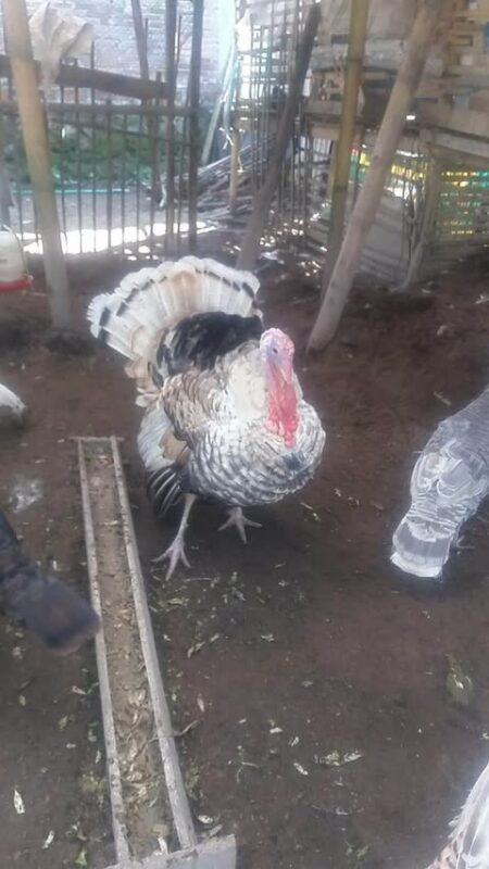 Asupan makanan bergizi dan bervitamin sangat penting untuk kalkun.
