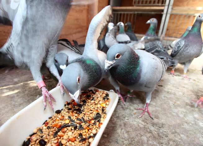 Biji-bijian sebagai pakan burung merpati