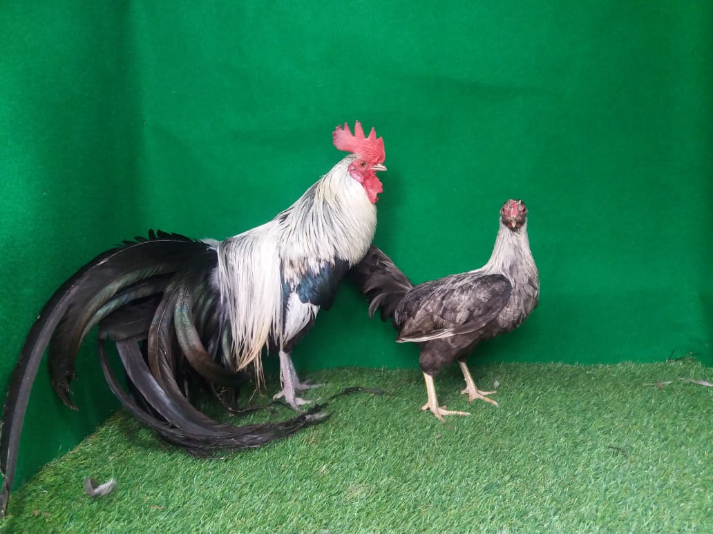Ciri khas dari ayam phoenix yaitu ekornya panjang dan lurus