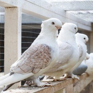 Jenis merpati jabun ini ada dua yaitu merpati jabun melati dan merpati jabun ras jember