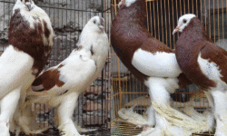 Apa Itu Merpati Gondok Super? Ini Keunggulan & Ciri Aslinya Apa Itu Merpati Gondok Super? Ini Keunggulan & Ciri Aslinya