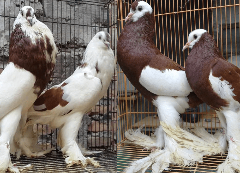 Apa Itu Merpati Gondok Super? Ini Keunggulan & Ciri Aslinya